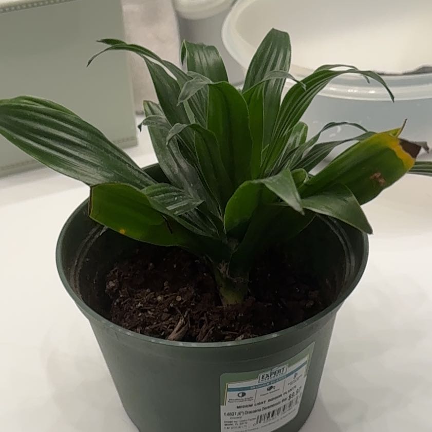 Photo of the plant species Dracaena Limelight by @TenableMahoe20 named Napoleon on Greg, the plant care app
