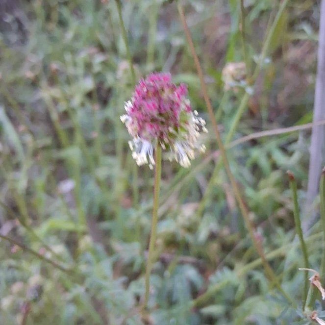 Photo of the plant species Salad Burnet by @StockyGrass56 named Hemingway on Greg, the plant care app