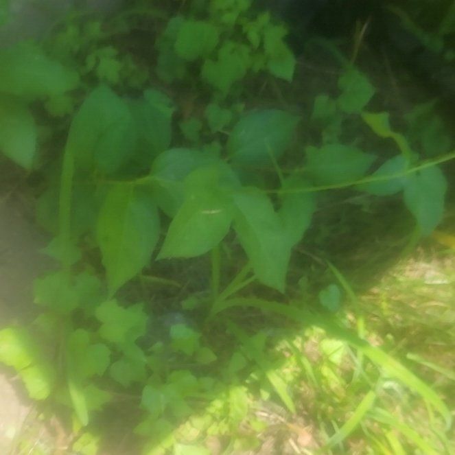 Photo of the plant species Virginia Bluebell by @ExecBogarum37 named Beyonce on Greg, the plant care app