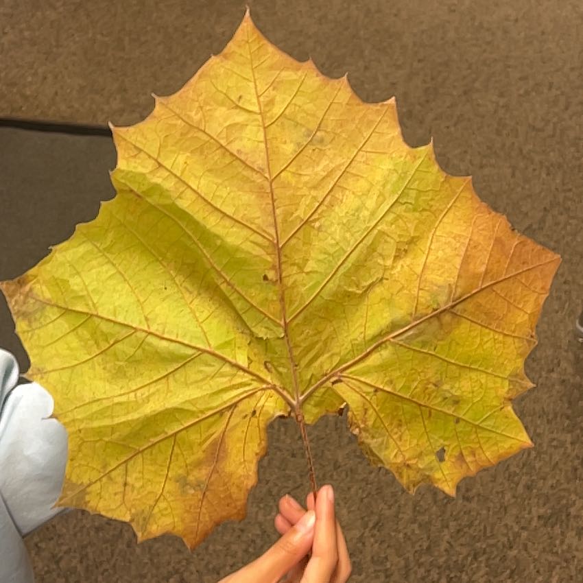 Photo of the plant species American Sycamore by @CalmGoatweed2 named da Vinci on Greg, the plant care app