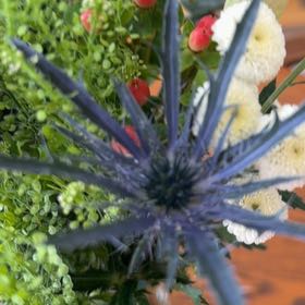 Photo of the plant species Flat Sea Holly by @ZippySalal23 named Wall-E on Greg, the plant care app