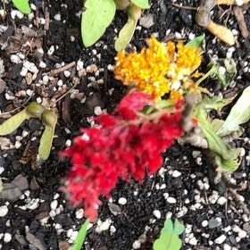 Photo of the plant species Indian-Ink by @ProperKale83 named Foxxy on Greg, the plant care app