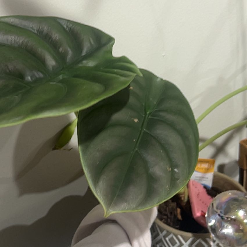Photo of the plant species Alocasia Red Cuprea by @VipHope80 named Sigmund on Greg, the plant care app
