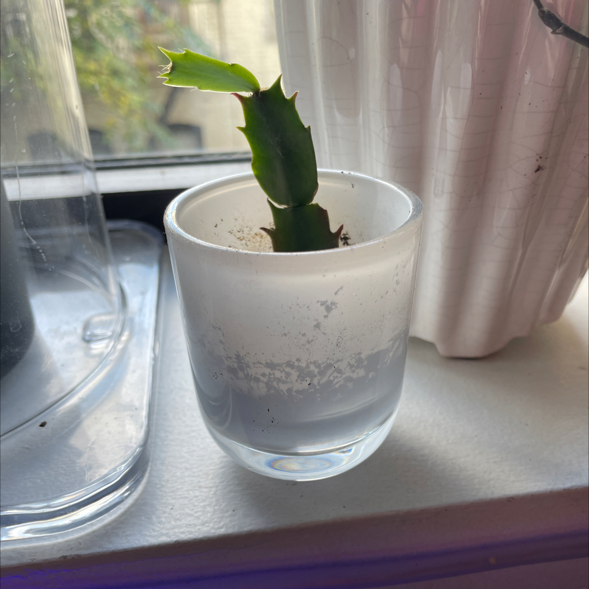 Photo of the plant species True Christmas Cactus by @vanessakellison named Cactus on Greg, the plant care app