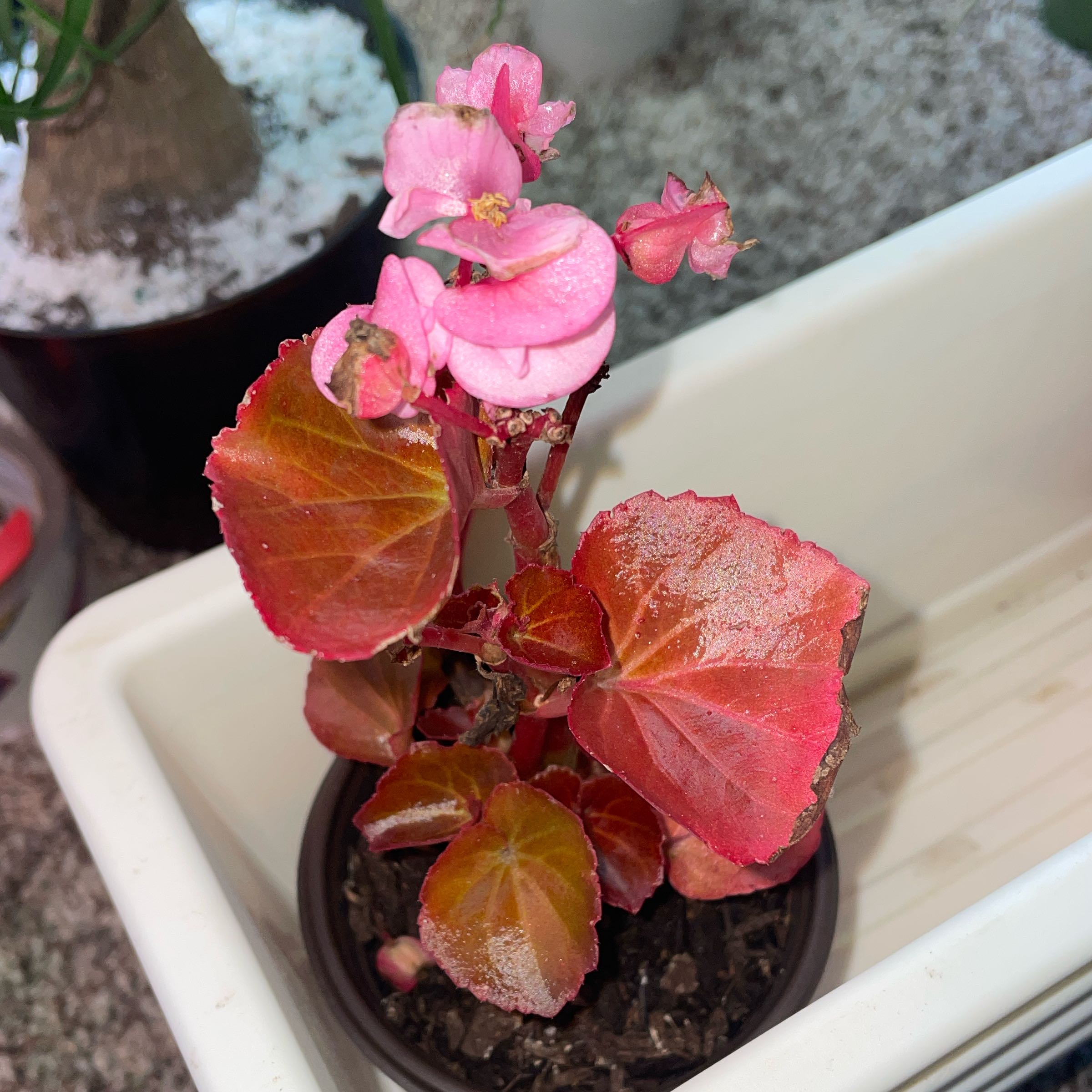 How to Take Care of Begonias: Expert Tips for Thriving Blooms