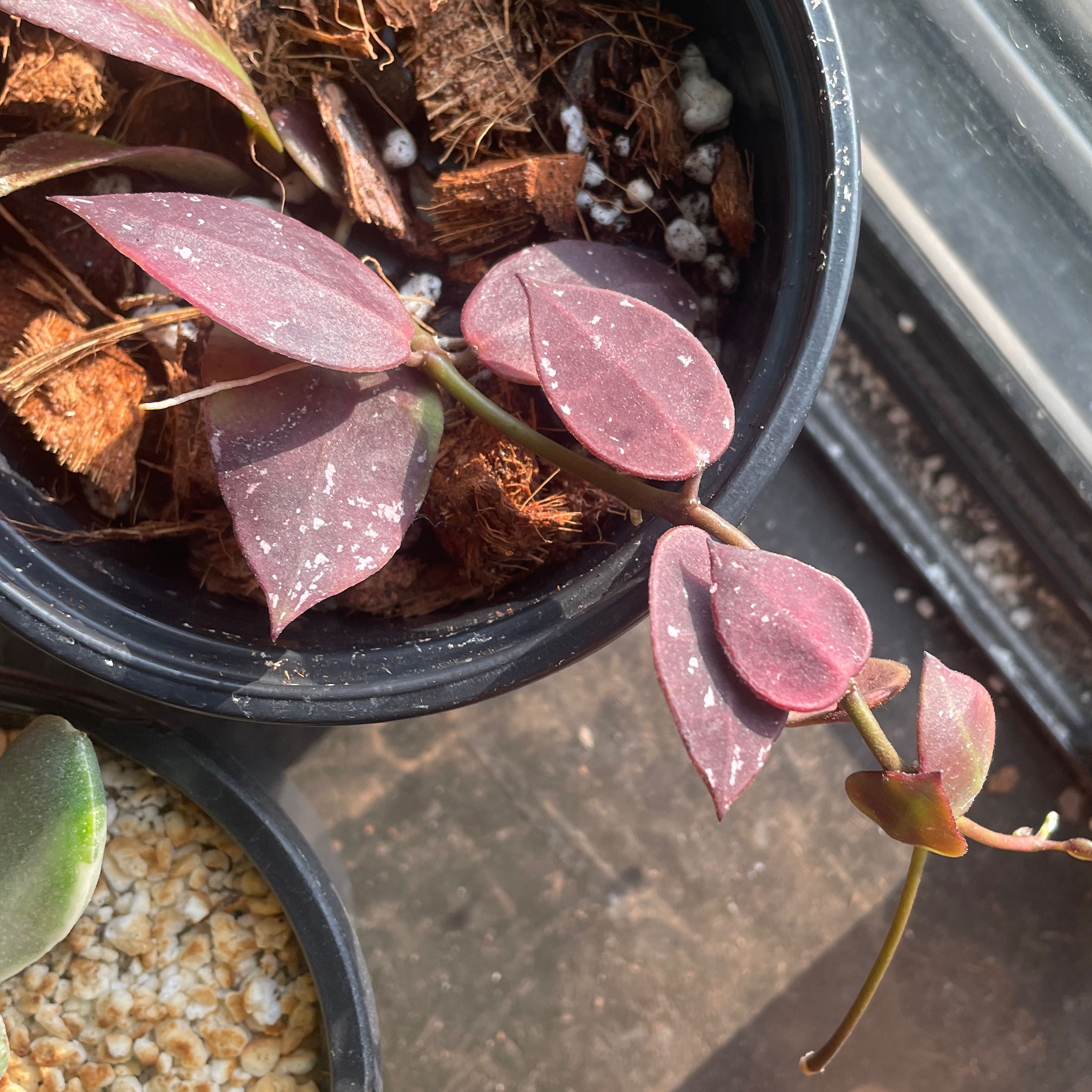 Photo of the plant species Hoya walliniana by @VipTozzia32 named Atomic babe UT-152 on Greg, the plant care app
