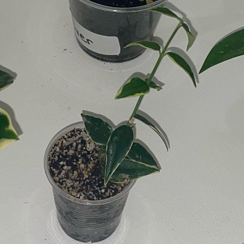 Photo of the plant species Hoya bella albomarginata by @VipTozzia32 named Anne on Greg, the plant care app