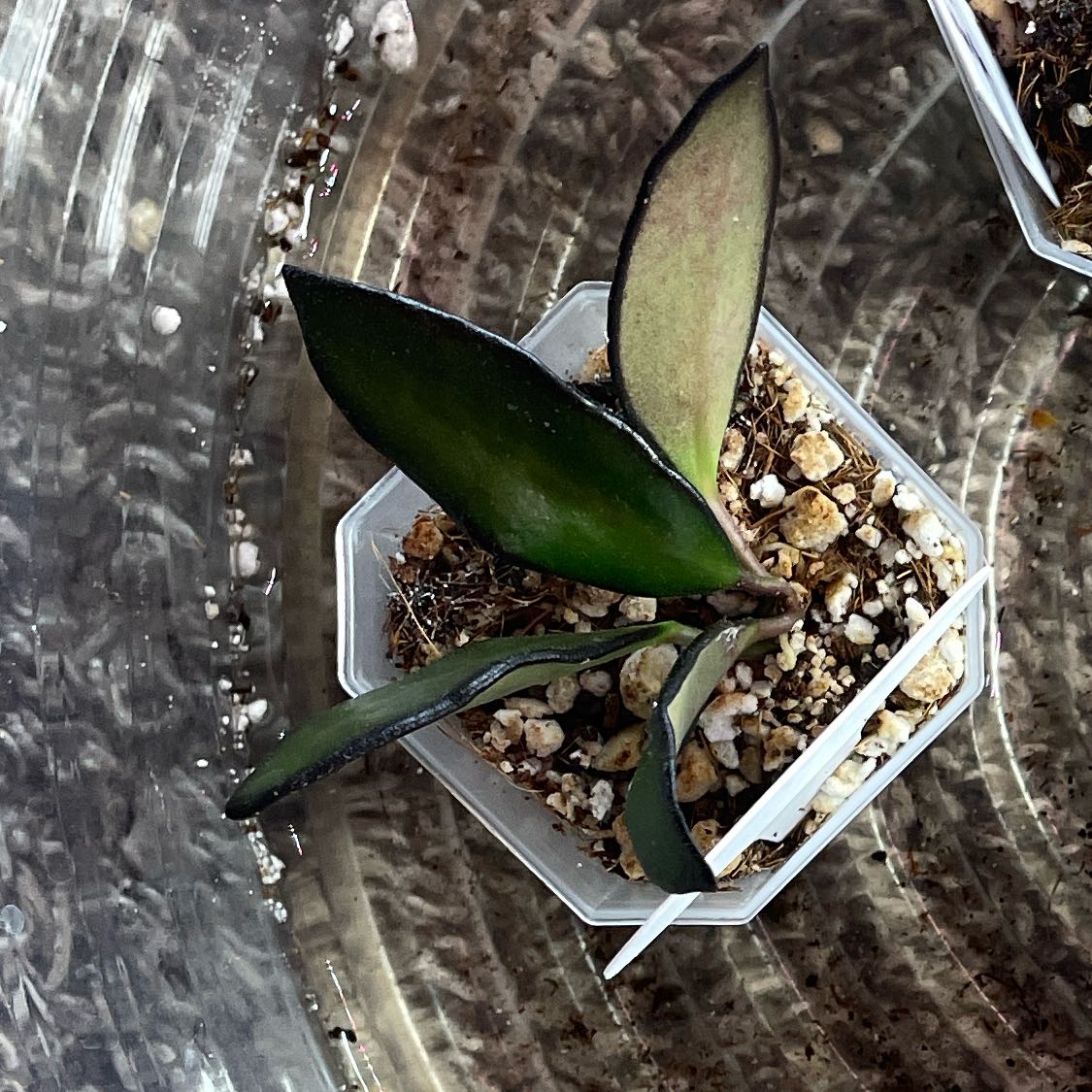 Photo of the plant species Hoya 'Rosita' by @VipTozzia32 named Lavender on Greg, the plant care app