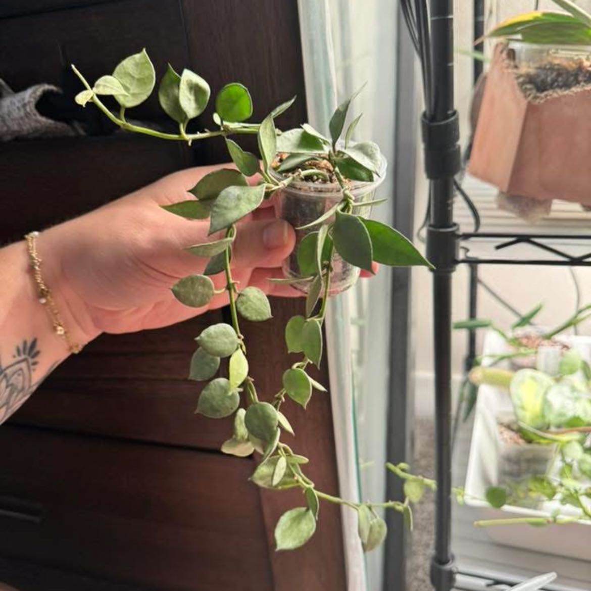 Photo of the plant species Hoya lacunosa 'Sulcata' by @VipTozzia32 named Mint on Greg, the plant care app