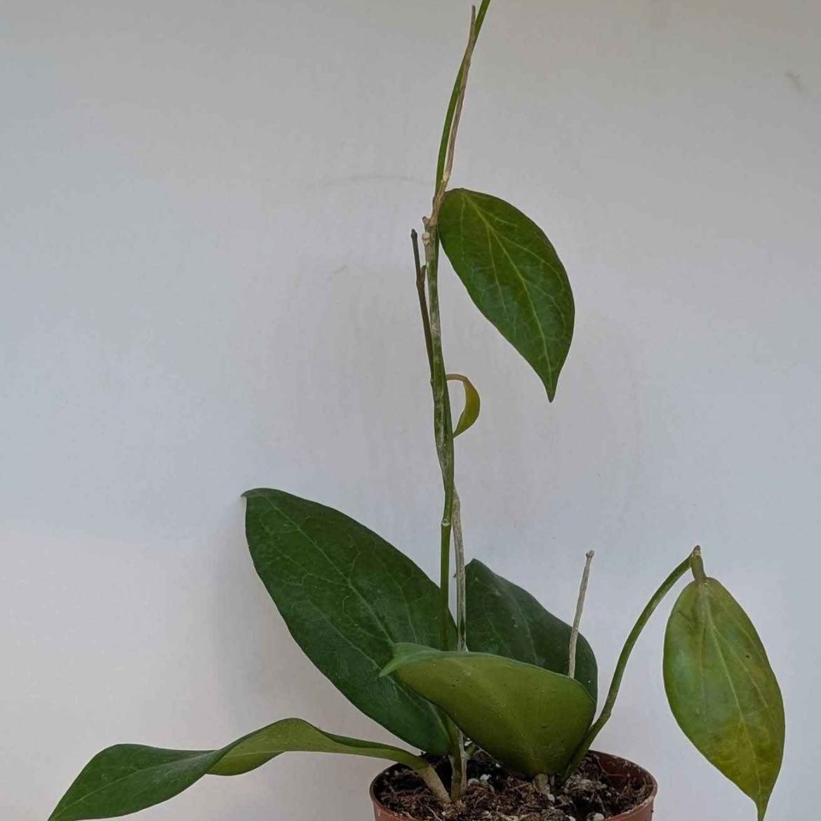 Photo of the plant species hoya potsii by @VipTozzia32 named Morgan Treeman on Greg, the plant care app
