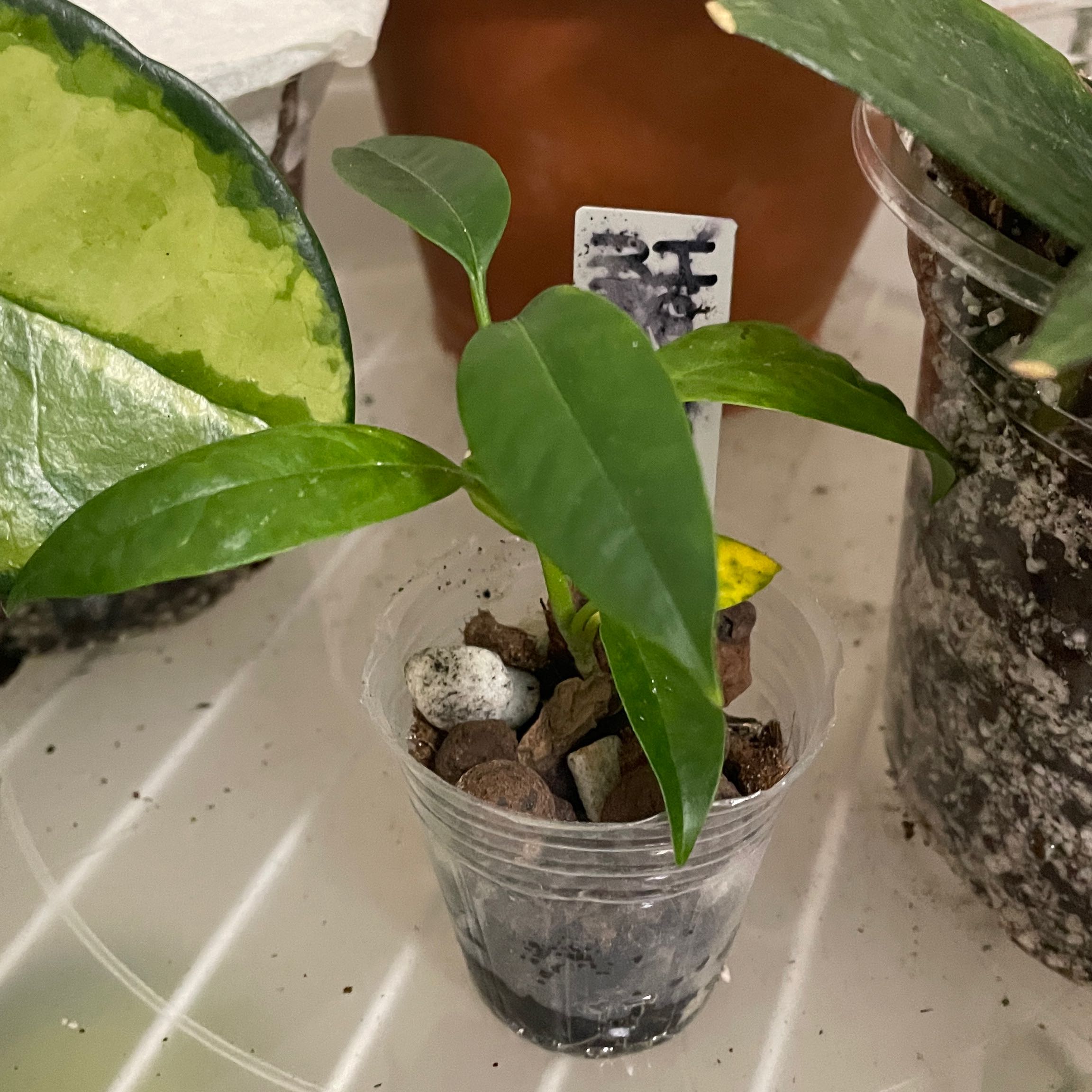 Photo of the plant species Shooting Stars Wax Plant by @VipTozzia32 named Oscar on Greg, the plant care app