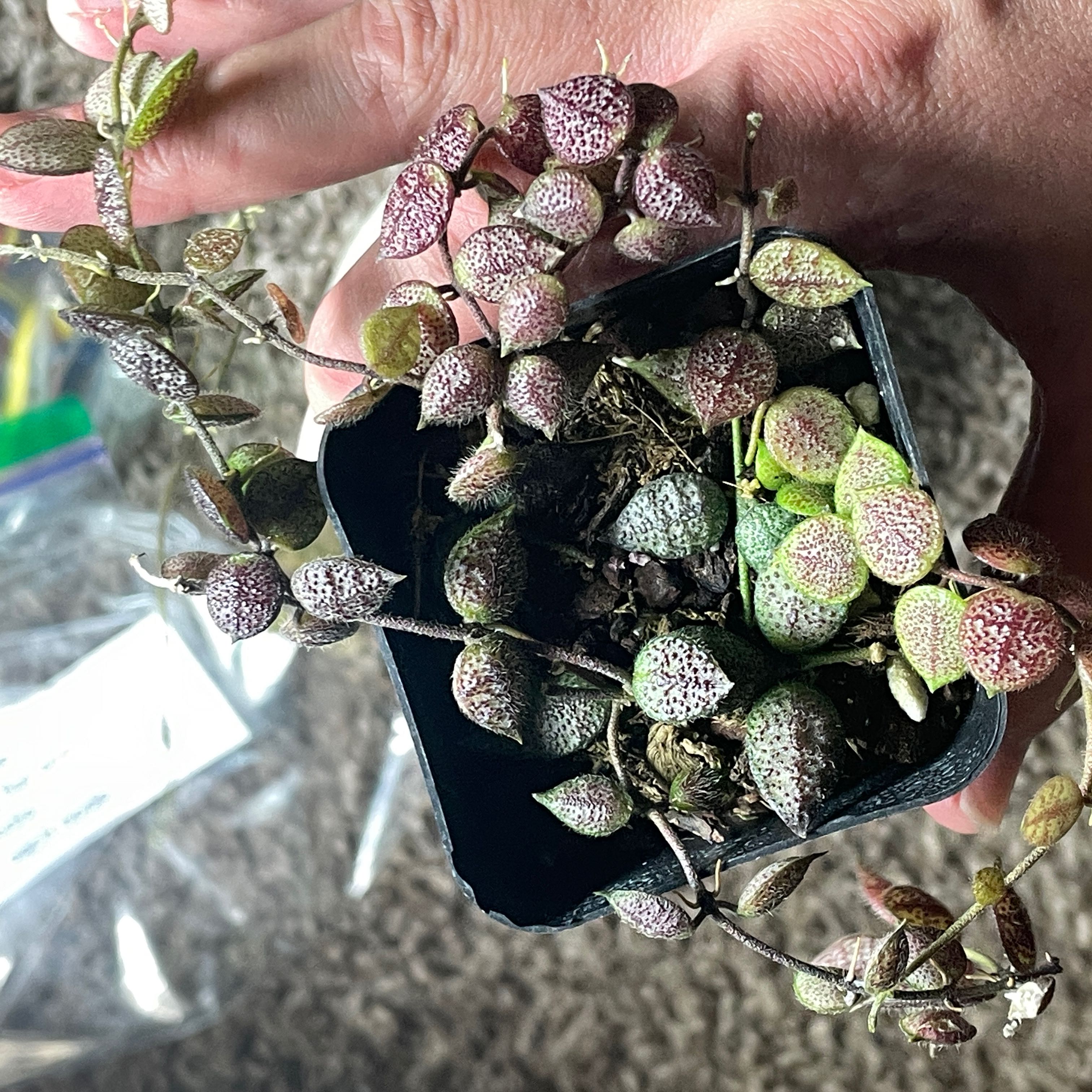 Photo of the plant species Dischidia by @VipTozzia32 named Dischidia hirsuta on Greg, the plant care app