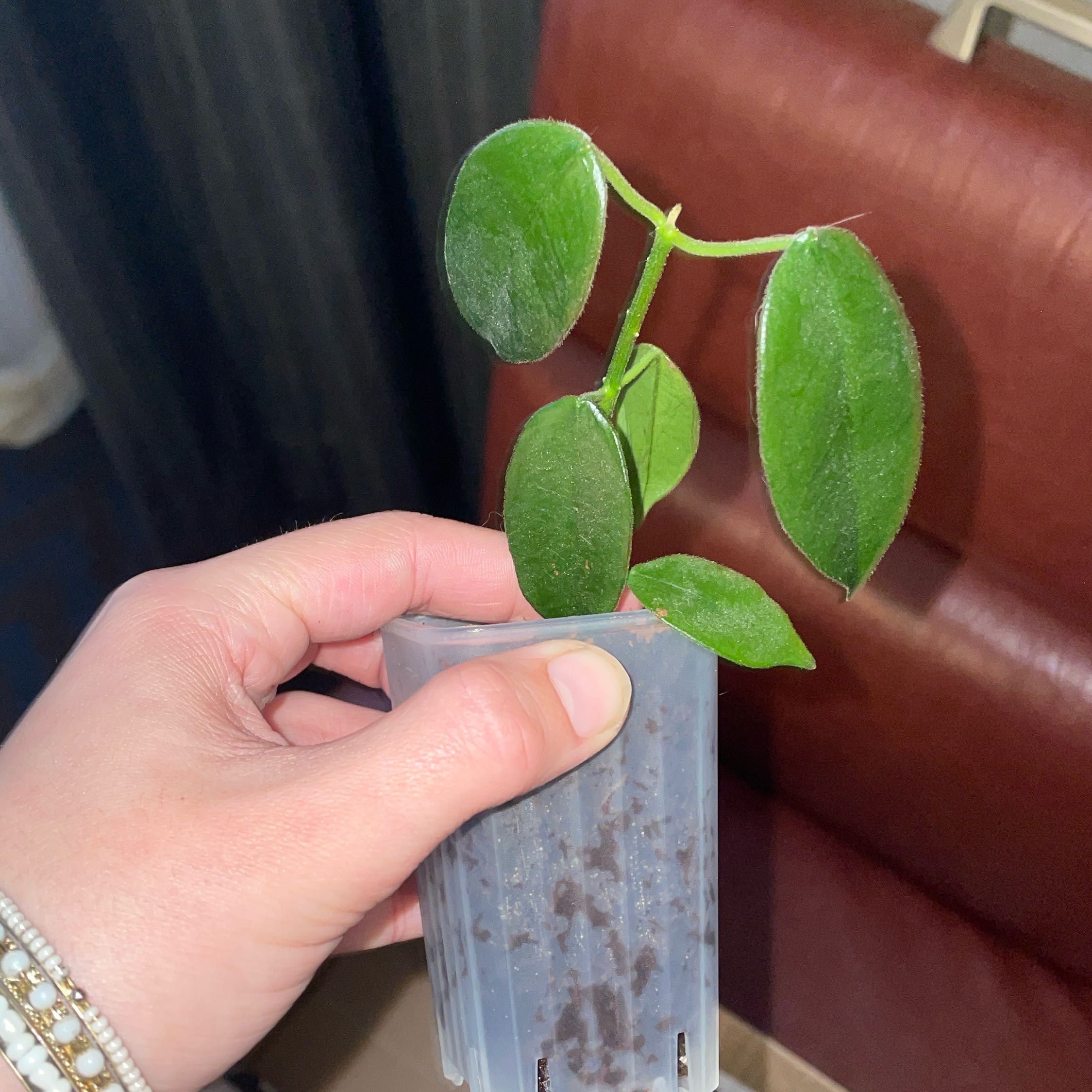 Photo of the plant species Hoya monetteae by @VipTozzia32 named Plato on Greg, the plant care app