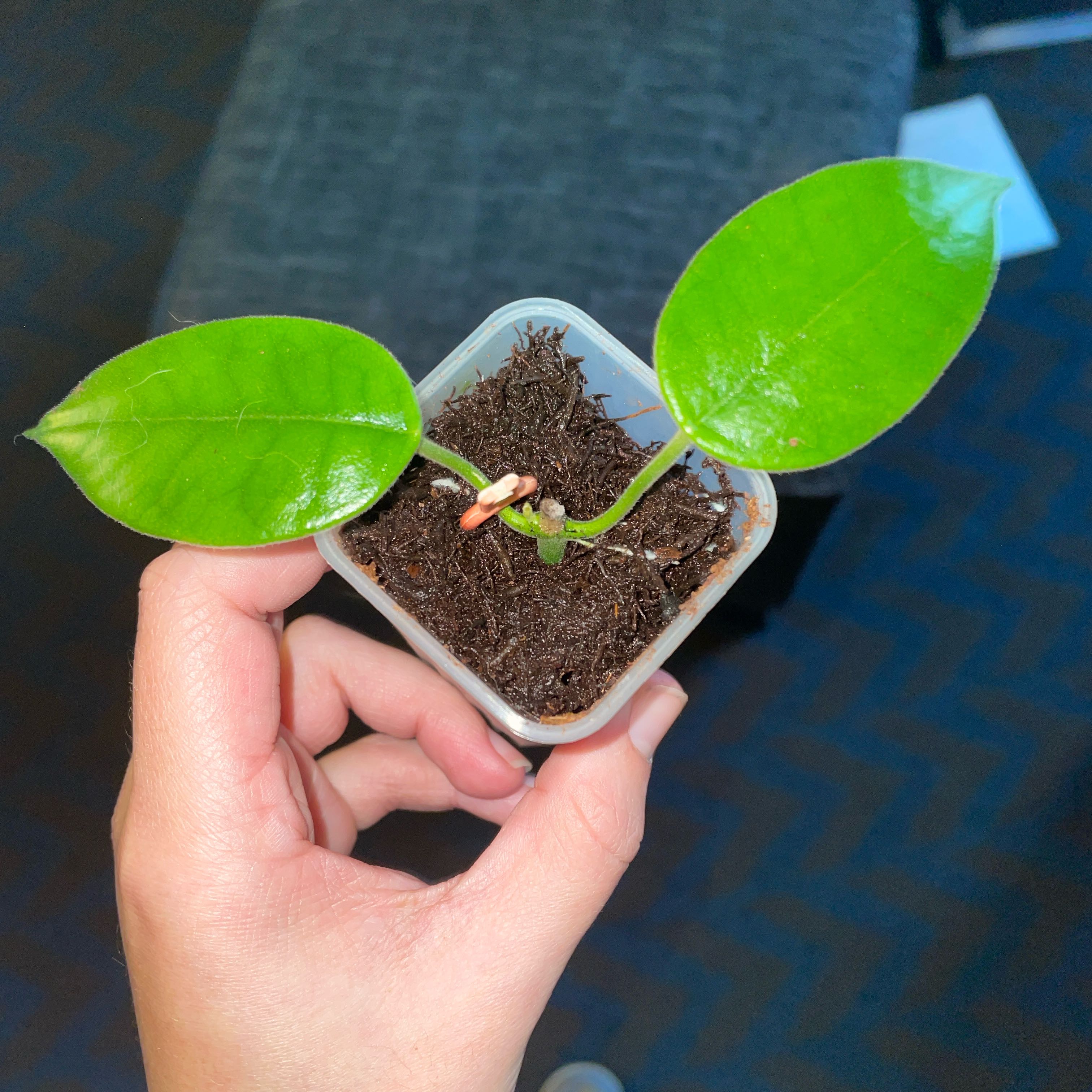Photo of the plant species Hoya monetteae by @VipTozzia32 named Hoya giga* on Greg, the plant care app
