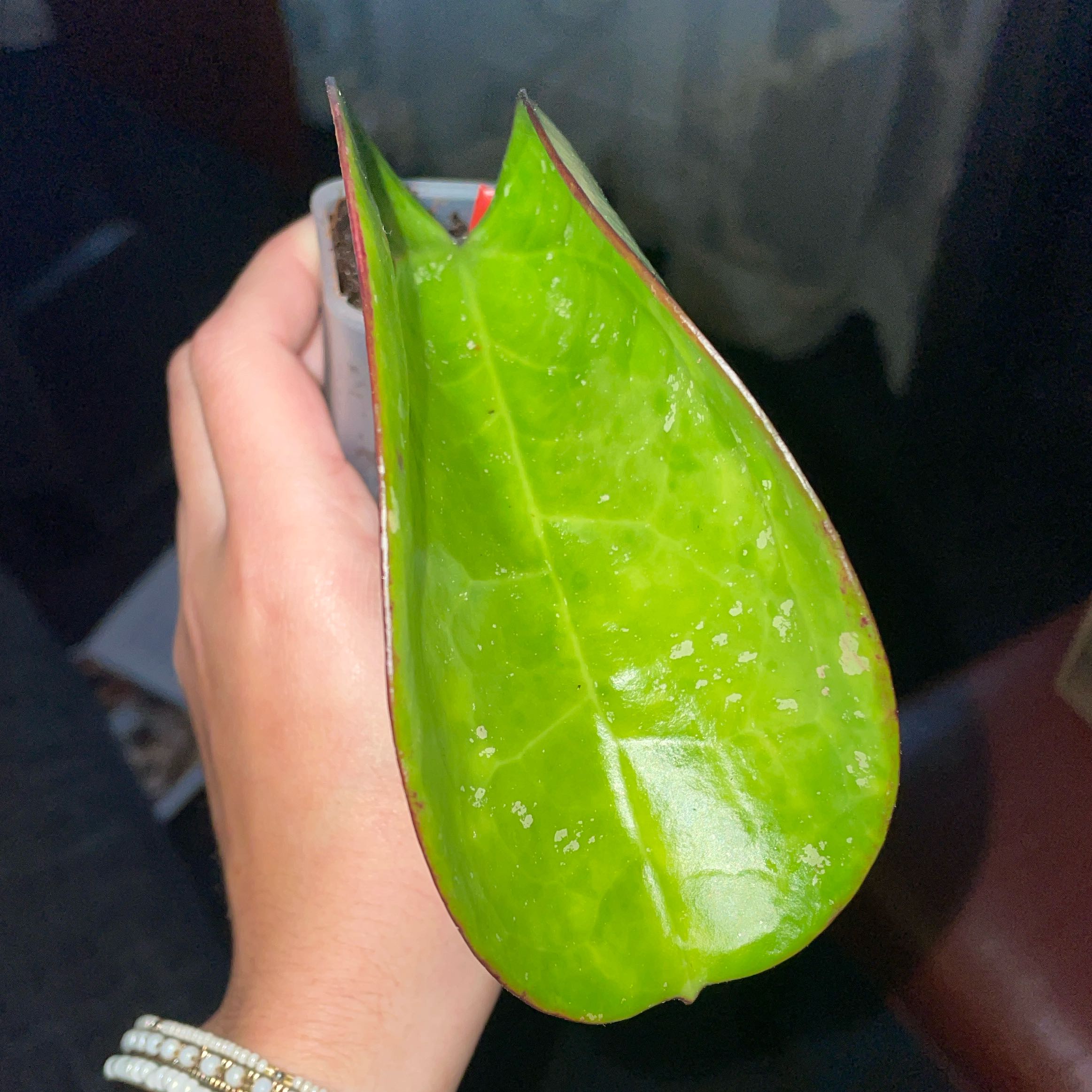Photo of the plant species Dinner-plate Hoya by @VipTozzia32 named Kobe on Greg, the plant care app