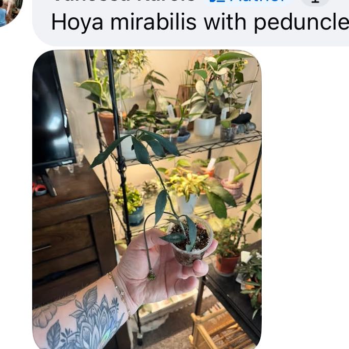 Photo of the plant species Hoya Minibelle by @VipTozzia32 named Dax on Greg, the plant care app