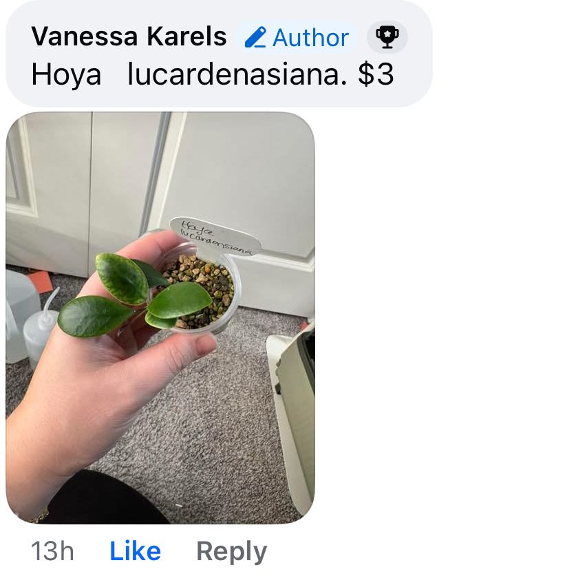 Photo of the plant species Hoya lucardenasiana by @VipTozzia32 named Harmony on Greg, the plant care app