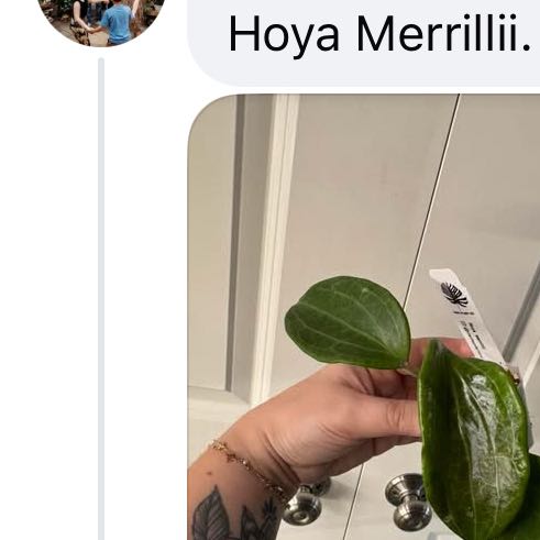 Photo of the plant species Hoya merilli by @VipTozzia32 named Naomi on Greg, the plant care app