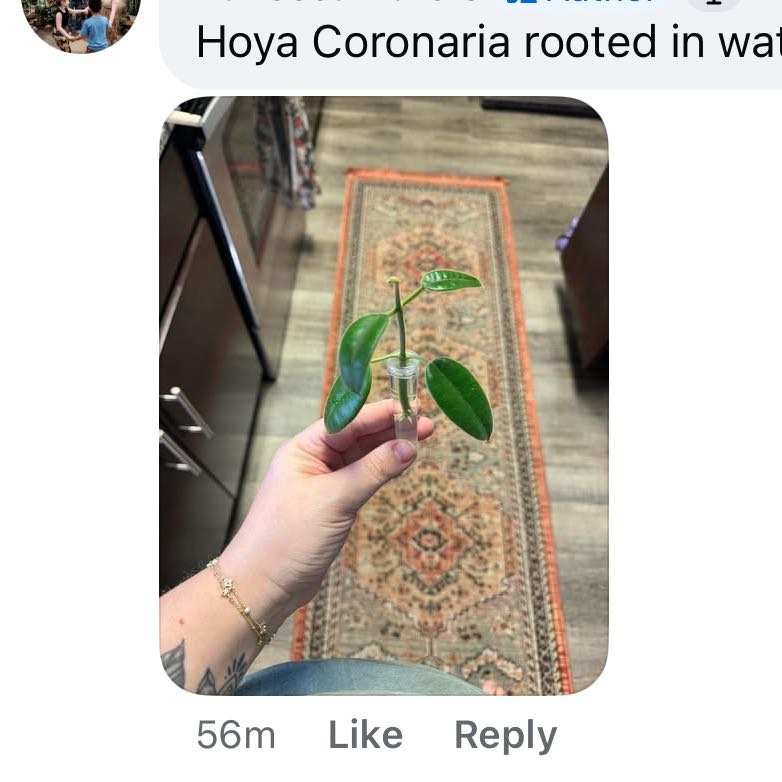 Photo of the plant species Hoya monetteae by @VipTozzia32 named Sage on Greg, the plant care app