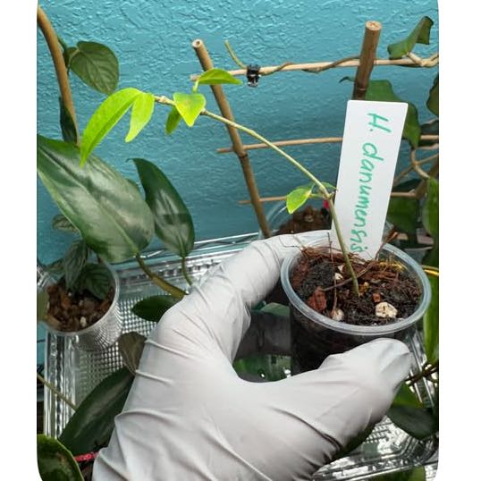 Photo of the plant species Hoya danumensis by @VipTozzia32 named Planty on Greg, the plant care app