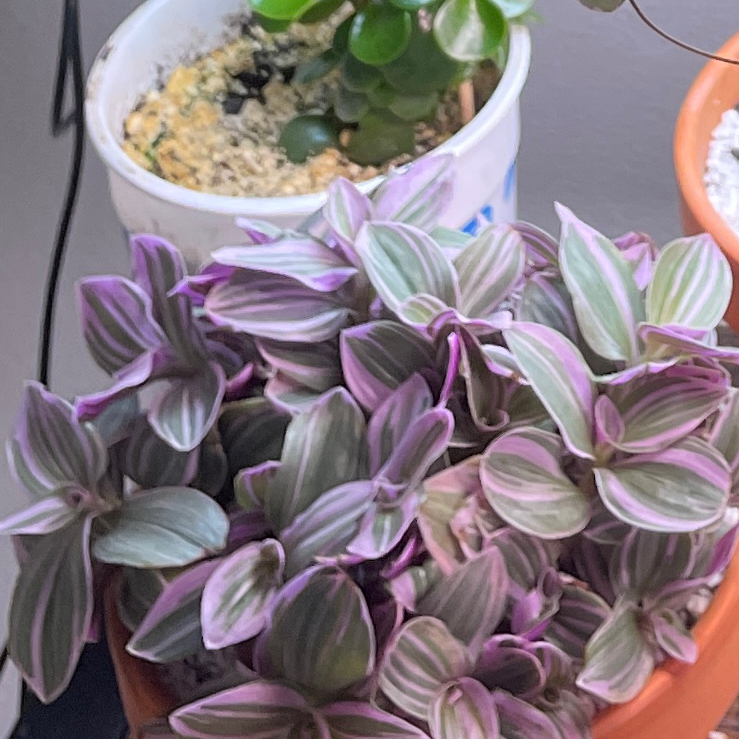 Photo of the plant species Tradescantia Feeling Flirty by @VipTozzia32 named Terry on Greg, the plant care app