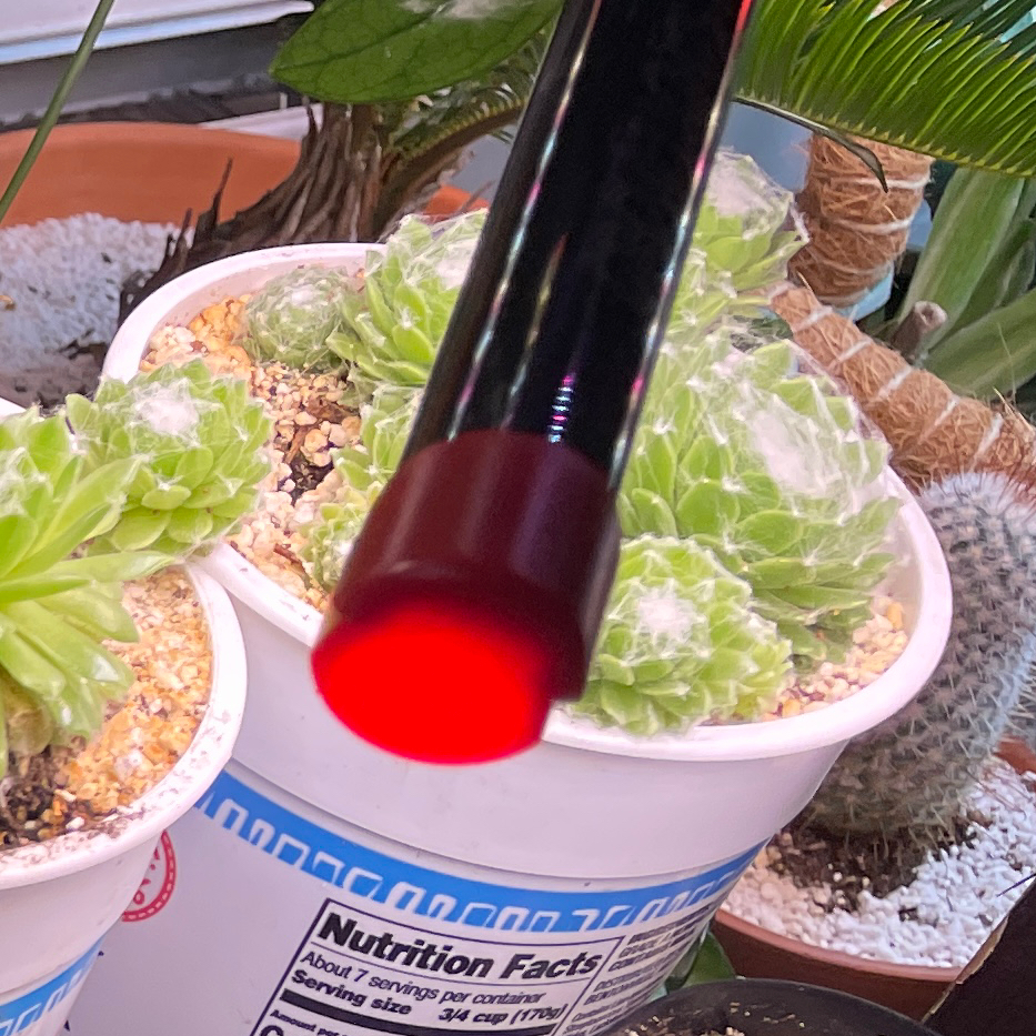 Photo of the plant species Sempervivum arachnoideum 'Cebenese' by @VipTozzia32 named Snowball on Greg, the plant care app