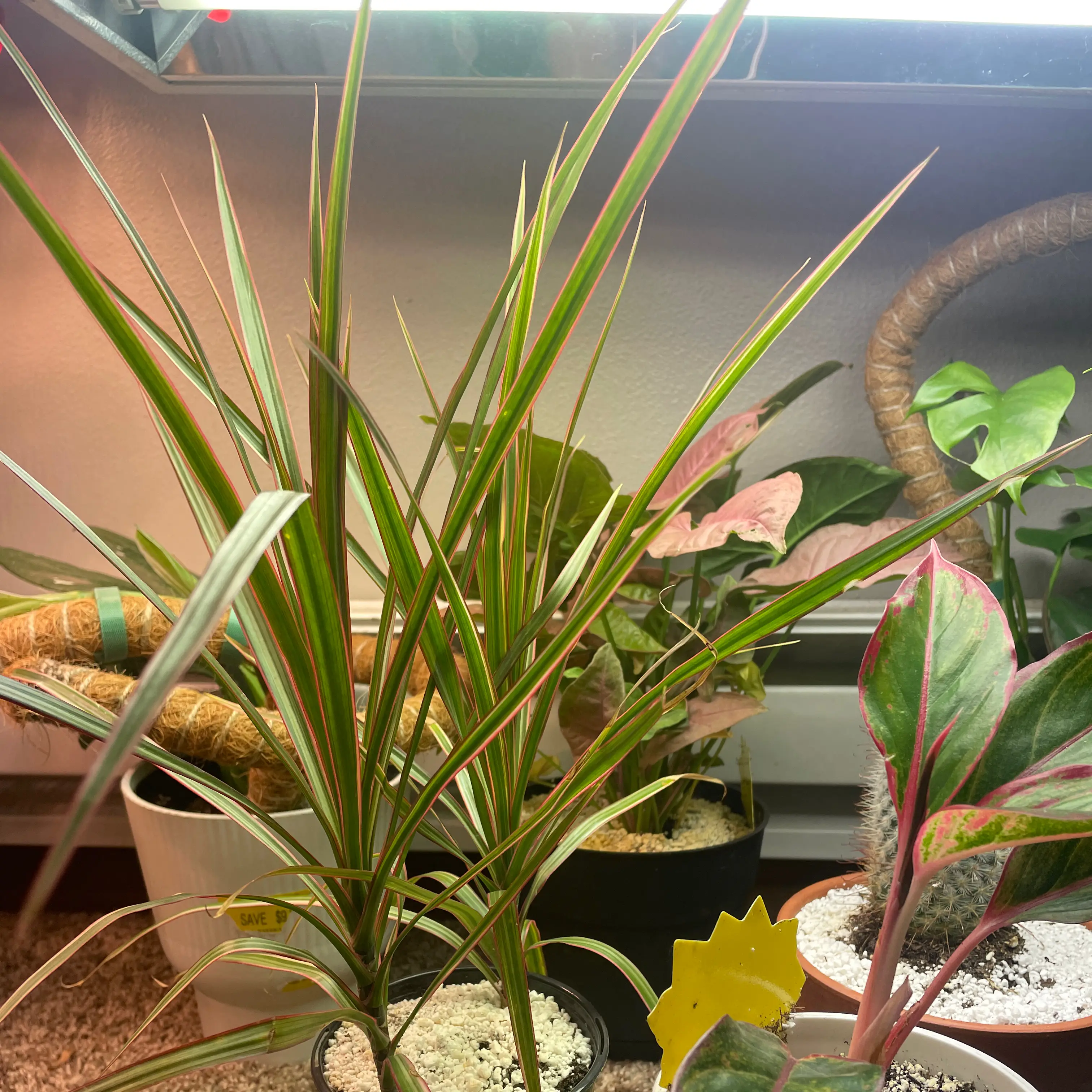 Photo of the plant species Madagascar Dragon Tree by @VipTozzia32 named Monique on Greg, the plant care app