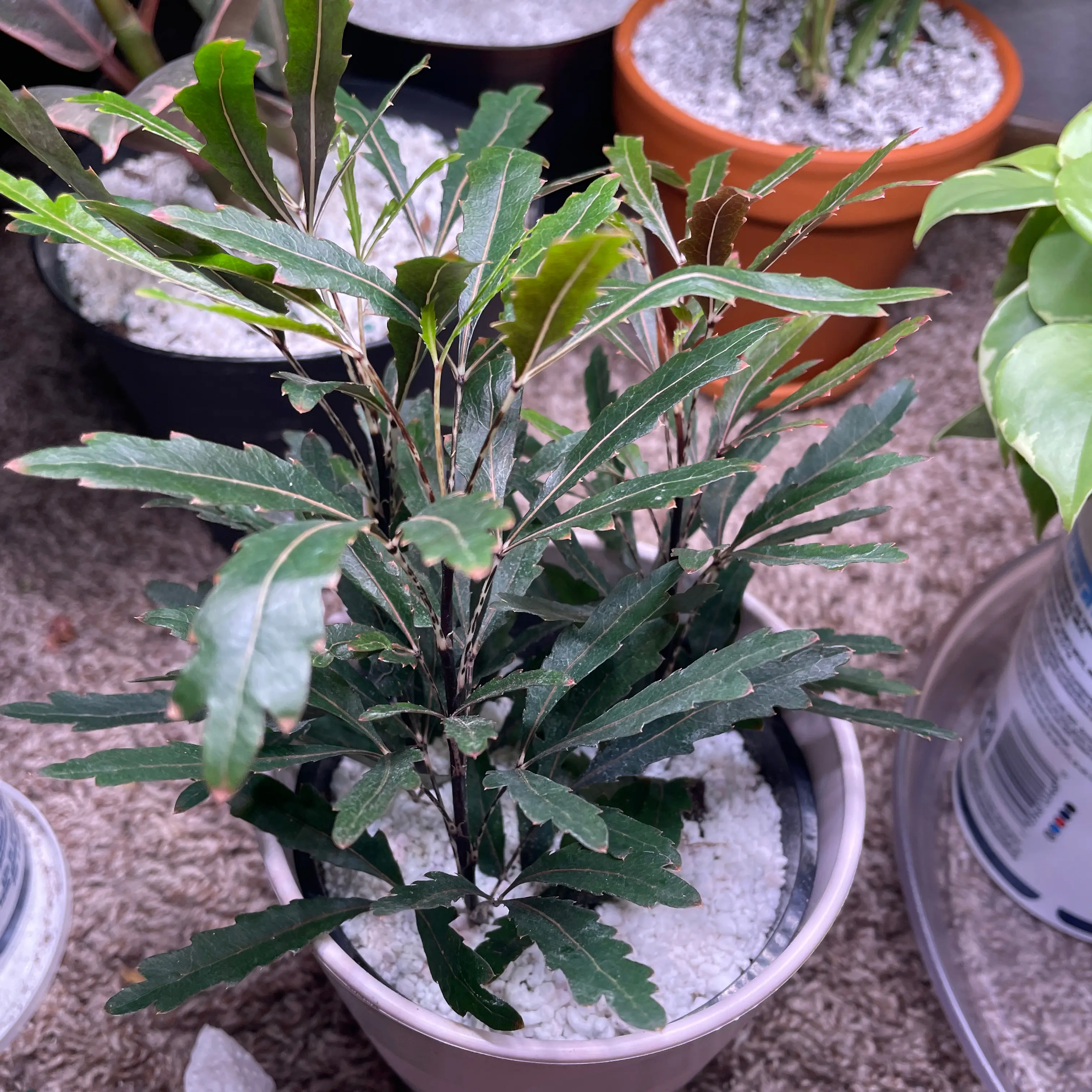 Photo of the plant species False Aralia by @VipTozzia32 named Orlando Bloom on Greg, the plant care app