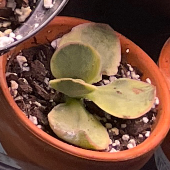 Sol (prop halo)