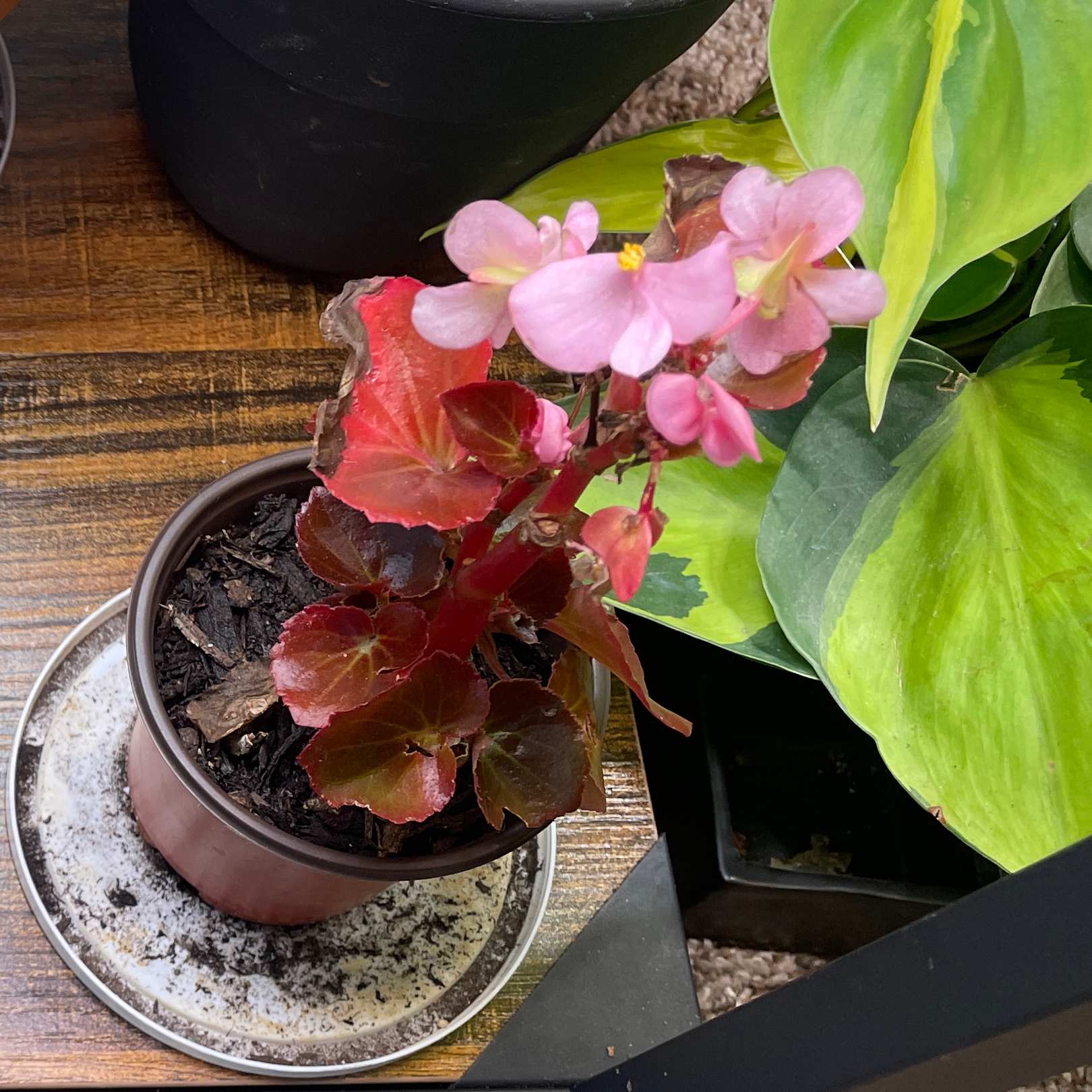 Photo of the plant species Wax Begonia by @VipTozzia32 named Foxxy on Greg, the plant care app