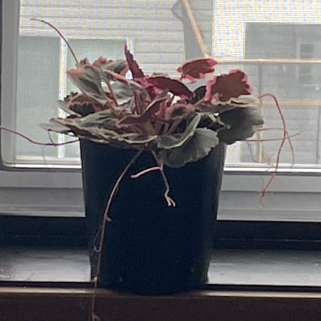 Photo of the plant species strawberry begonia varigated by @VipTozzia32 named Rosa on Greg, the plant care app