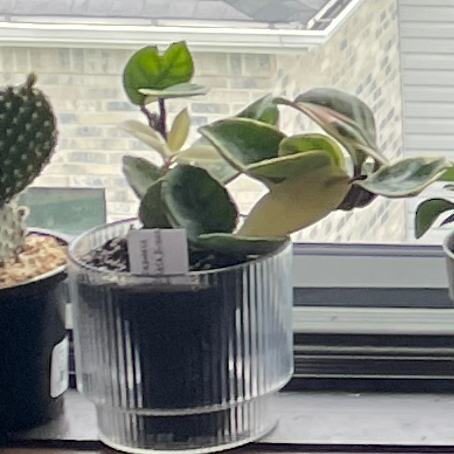 Photo of the plant species Rubra Hoya Carnosa by @VipTozzia32 named Lemon Tree on Greg, the plant care app