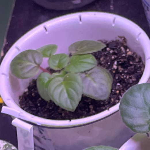 Photo of the plant species Trailing African Violet by @VipTozzia32 named Robs Vanilla Trail (Trailer) on Greg, the plant care app
