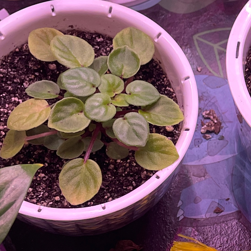 Photo of the plant species Trailing African Violet by @VipTozzia32 named Robs Sailor Bill (Trailer) on Greg, the plant care app