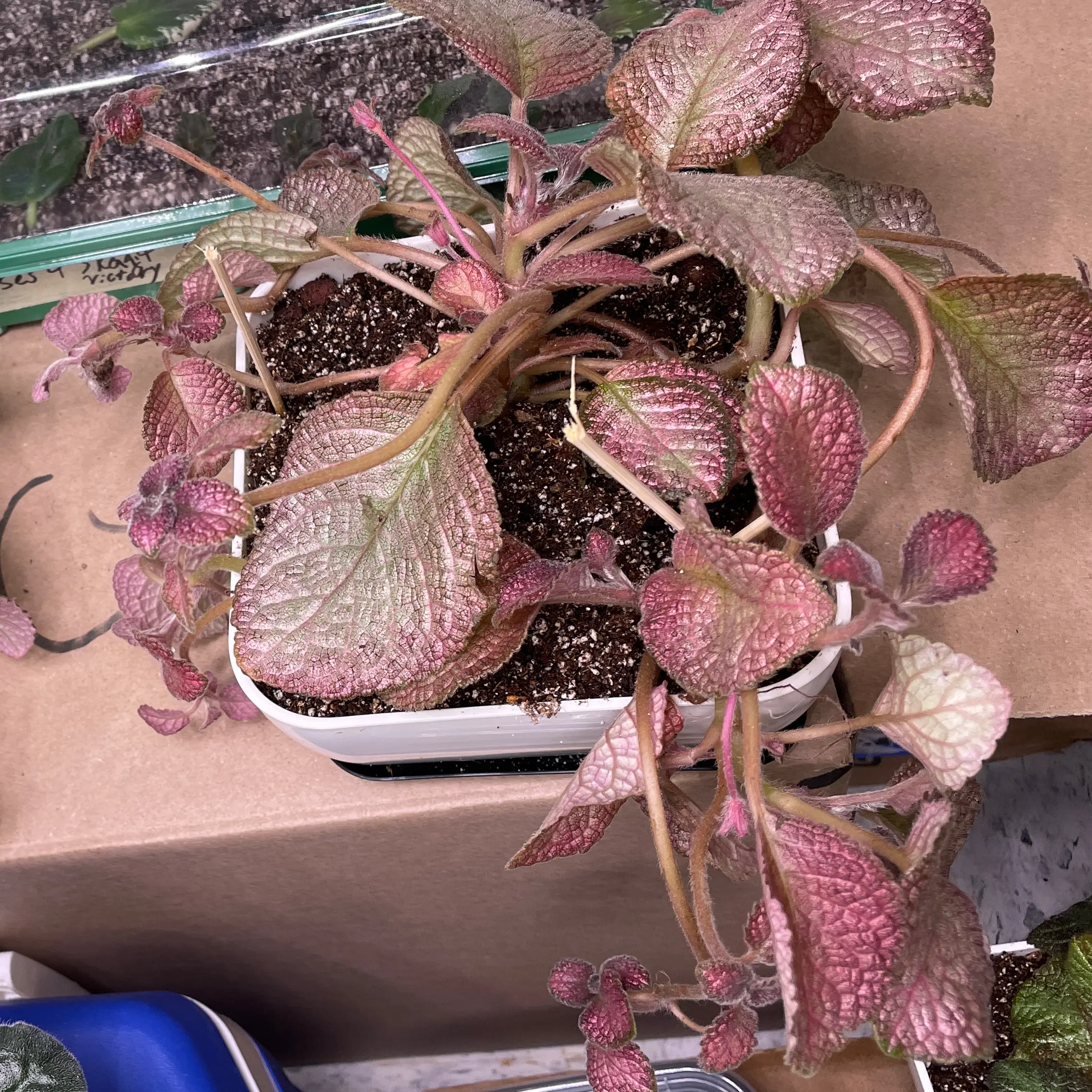 Photo of the plant species Episcia 'Pink Brocade' by @VipTozzia32 named Dolores on Greg, the plant care app