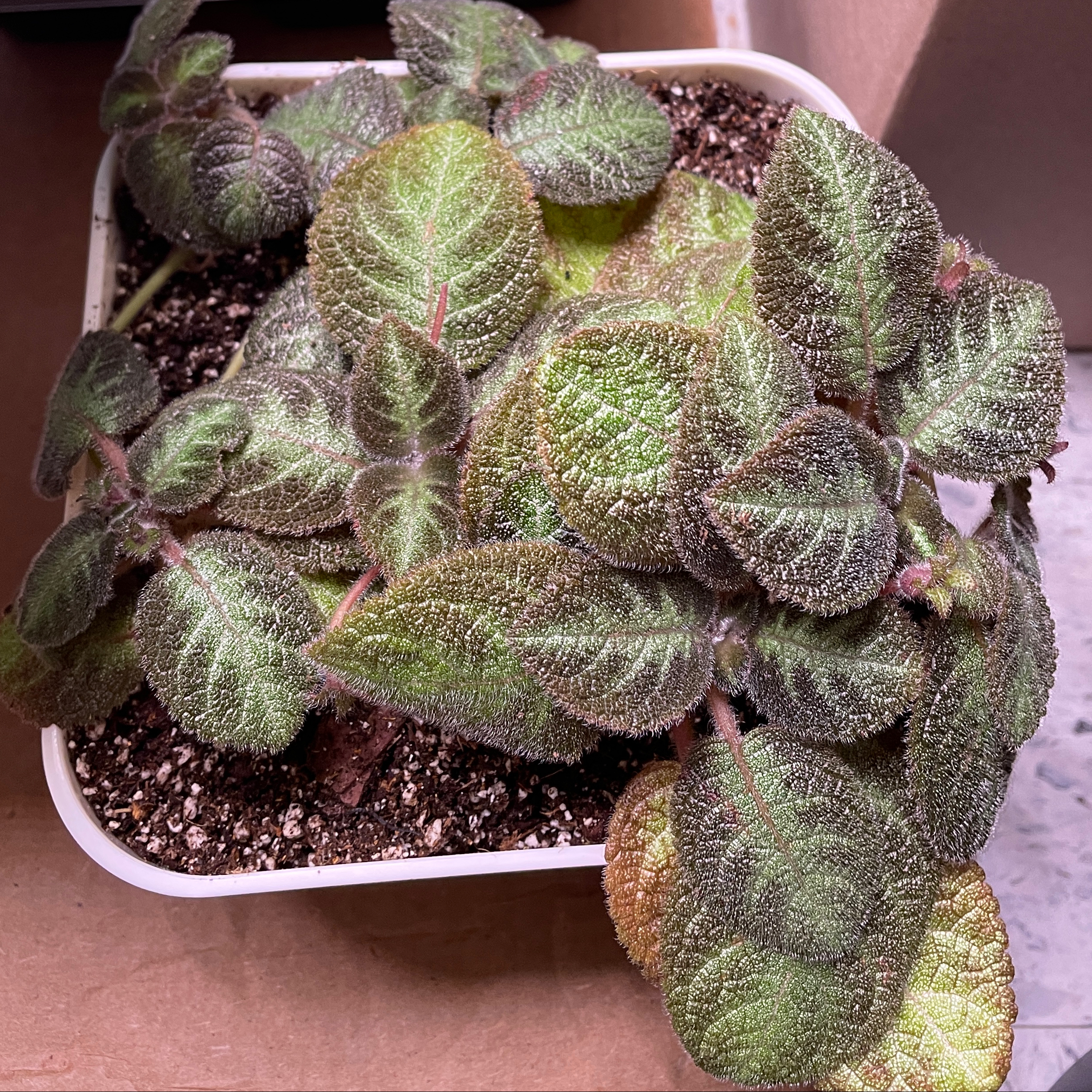 Photo of the plant species Episcia 'Pink Panther' by @VipTozzia32 named Delilah on Greg, the plant care app
