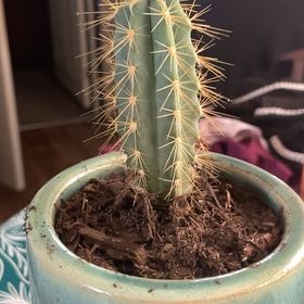 Photo of the plant species Pilosocereus azureus by @ReliableMorombe named Walt on Greg, the plant care app