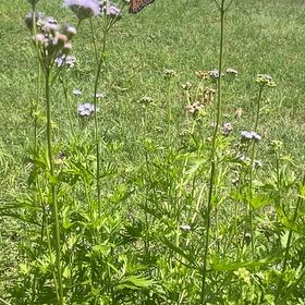 Photo of the plant species Blue Mist Spirea by @PerkyPhysicnut named Lola on Greg, the plant care app