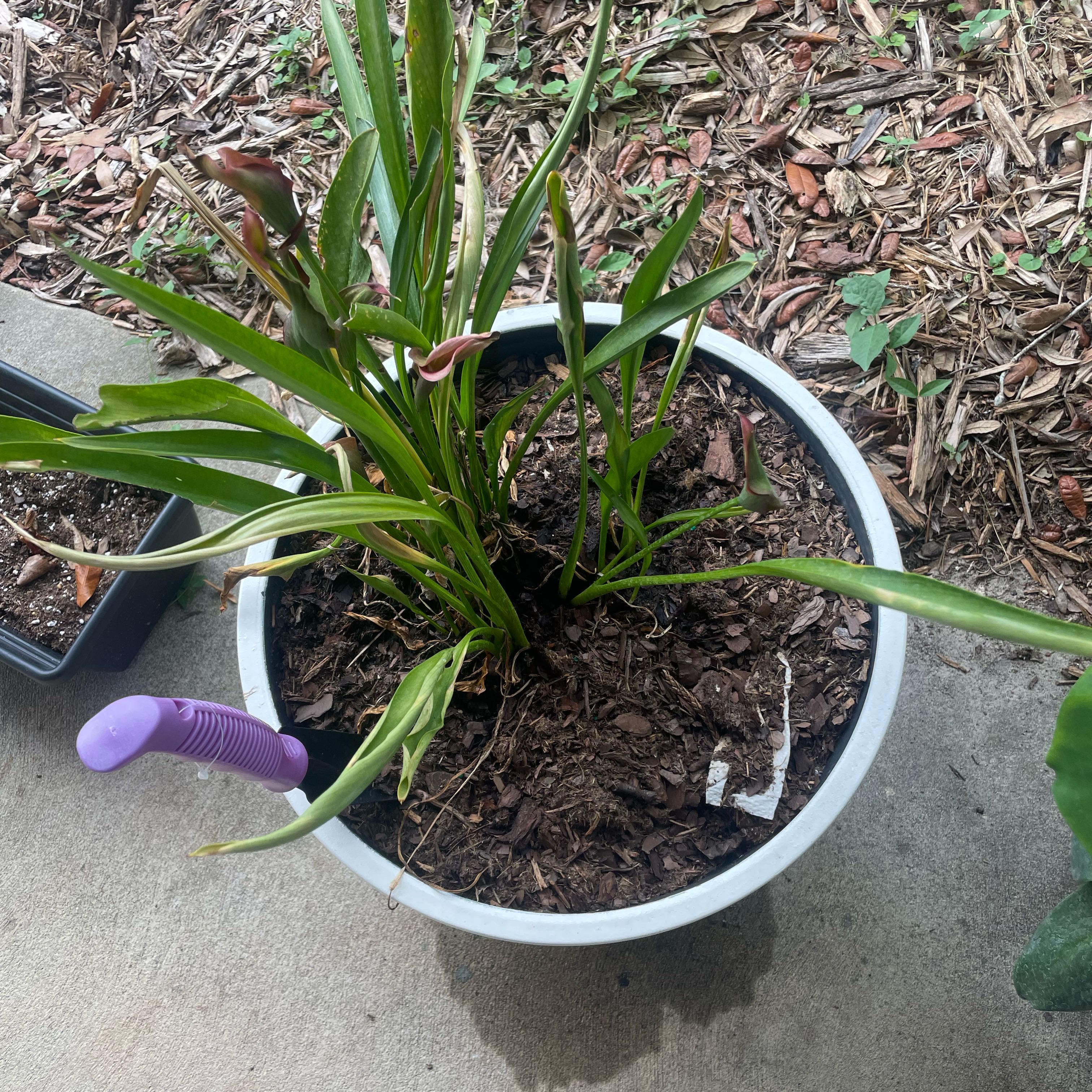 Photo of the plant species Purple Calla Lily by @LadyGerbera70 named Baesil on Greg, the plant care app