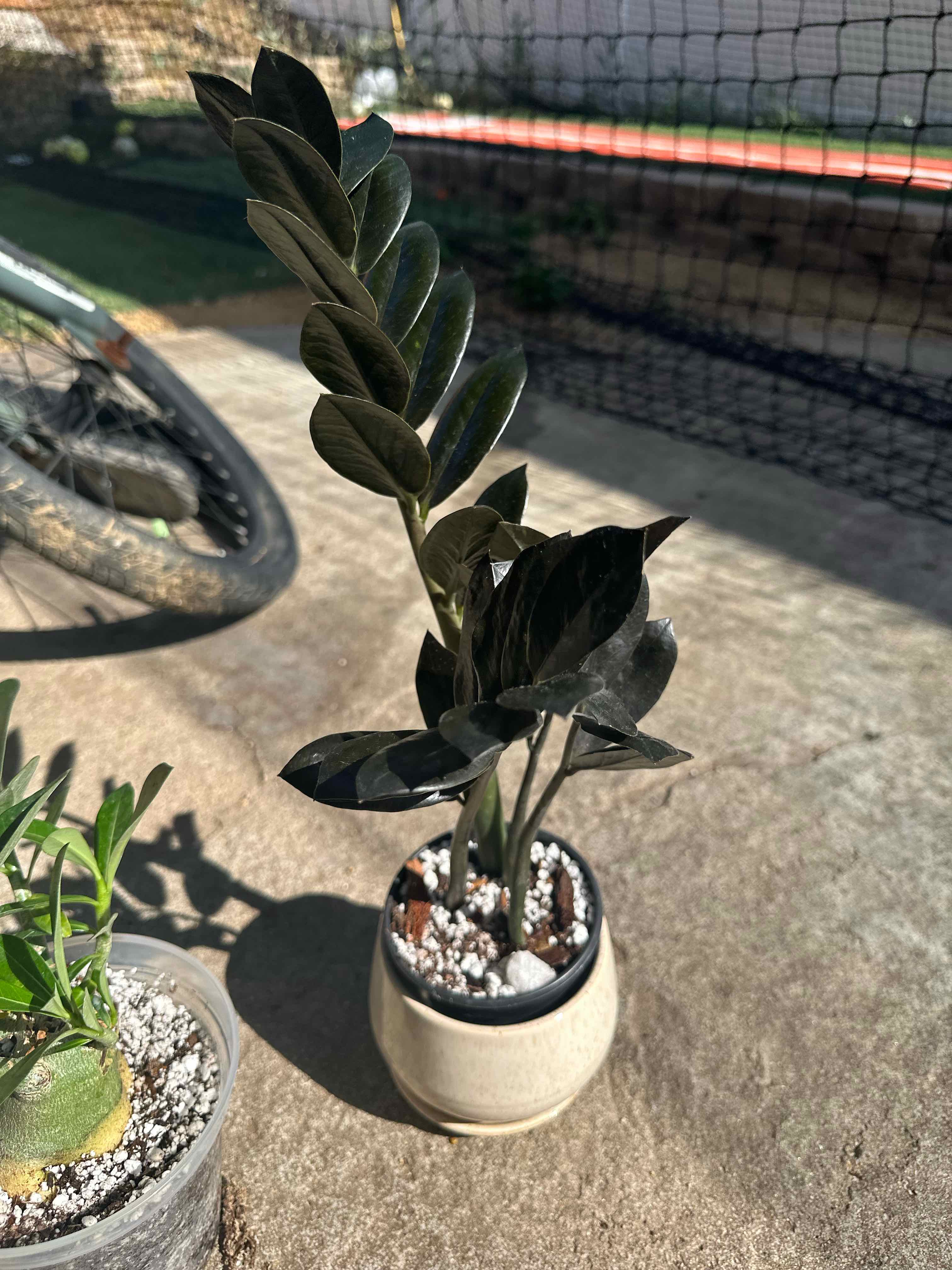 Photo of the plant species ZZ Oscura by @Thrivingish named Sonora on Greg, the plant care app
