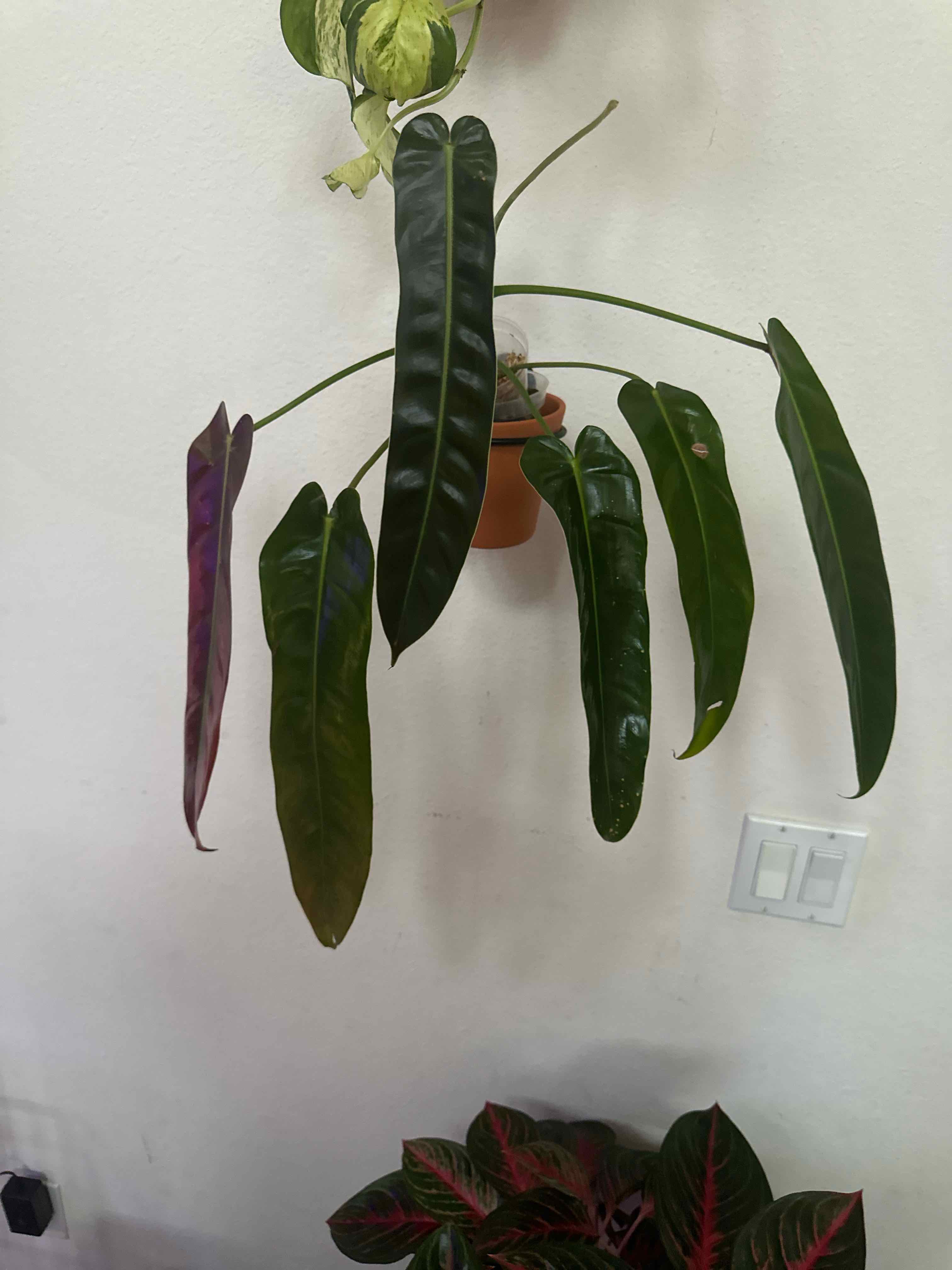 Photo of the plant species Philodendron 'Amazon Spirit' by @Thrivingish named Diana on Greg, the plant care app