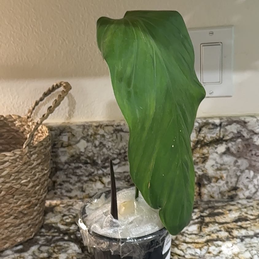 Photo of the plant species Philodendron Asplundii by @Thrivingish named Planty on Greg, the plant care app