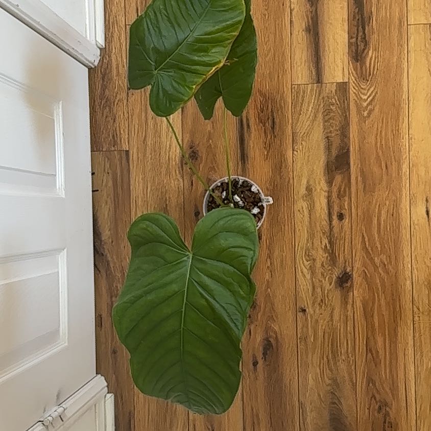 Photo of the plant species Anthurium by @Thrivingish named Girlfrond on Greg, the plant care app
