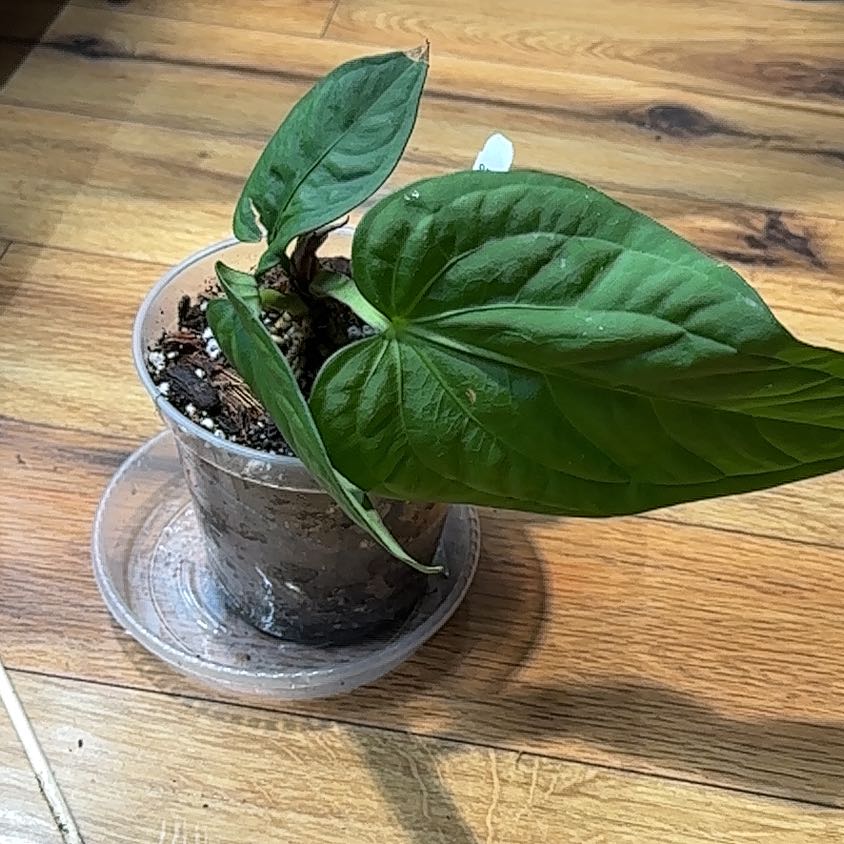 Photo of the plant species Anthurium by @Thrivingish named Drake on Greg, the plant care app