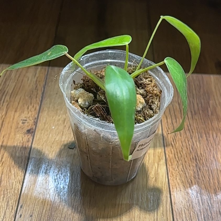 Keep Your Philodendron 'Amazon Spirit' Alive: Light, Water & Care