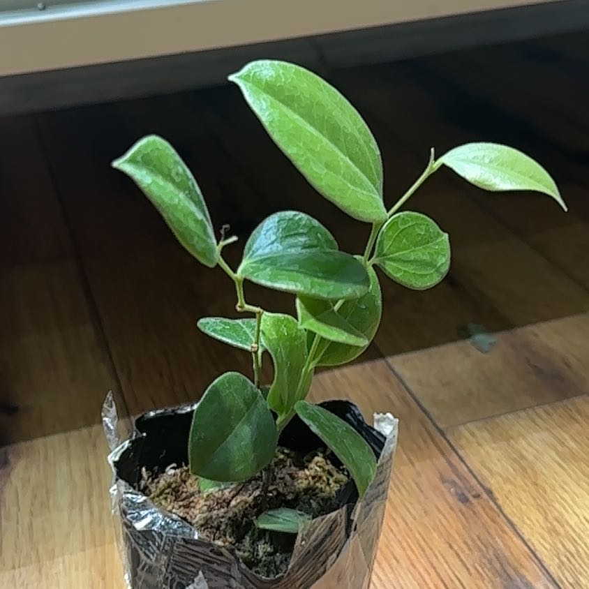 Photo of the plant species Ceratostema by @Thrivingish named Treeyoncé on Greg, the plant care app