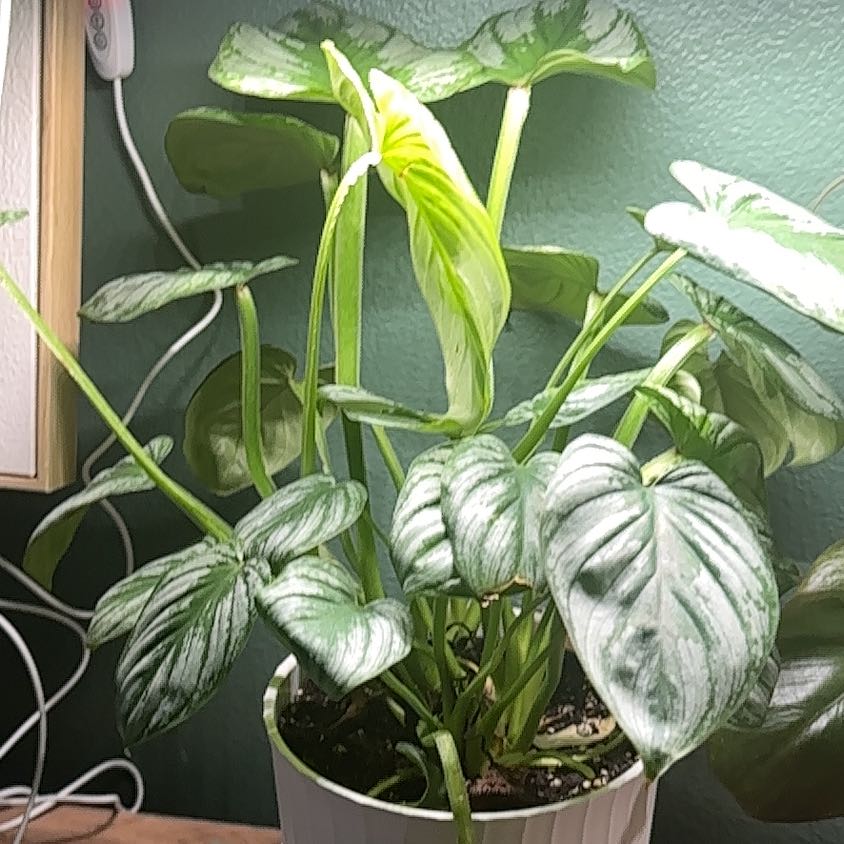 Photo of the plant species Philodendron 'Silver Cloud' by @Thrivingish named Terra on Greg, the plant care app