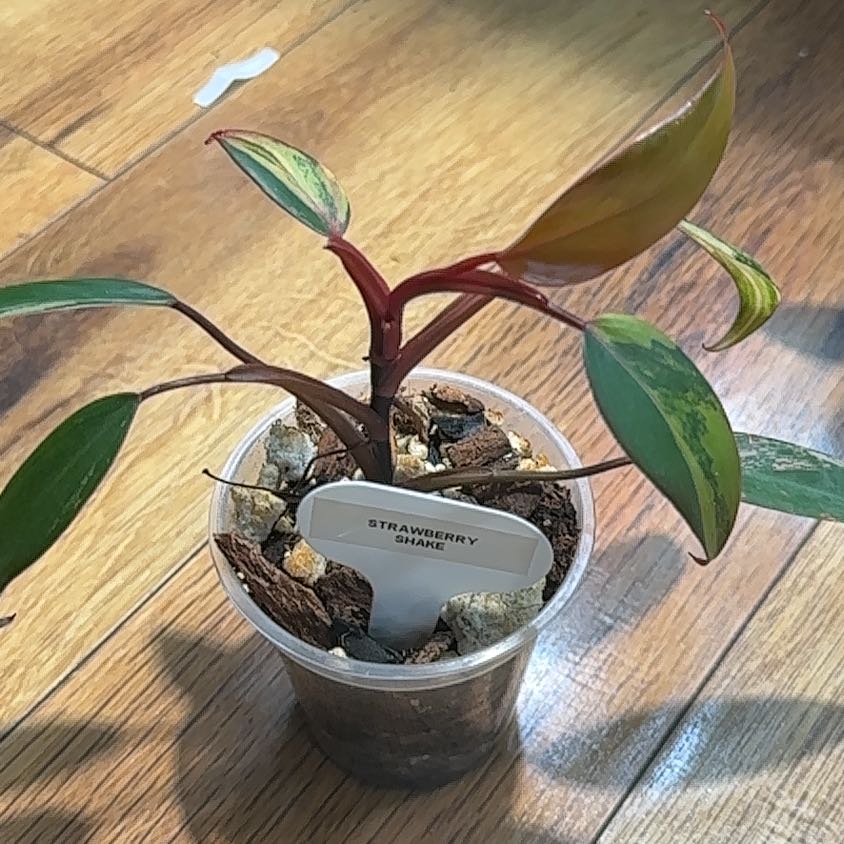 Photo of the plant species Strawberry Shake Philodendron by @Thrivingish named Gomez on Greg, the plant care app