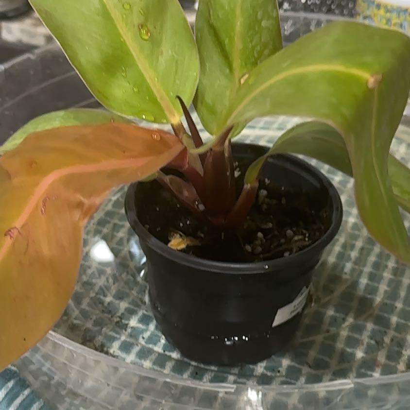 Photo of the plant species Philodendron tangerine by @Thrivingish named Stella on Greg, the plant care app