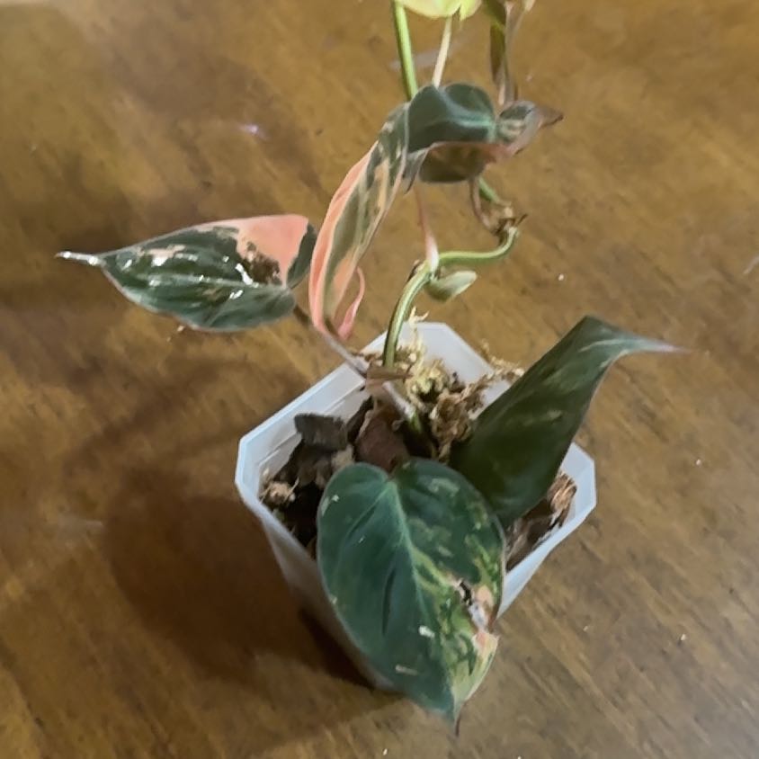 Photo of the plant species Philodendron micans 'Albo Pink' by @Thrivingish named Scarlett on Greg, the plant care app